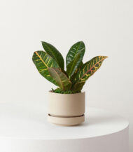 Indoor Plant Foliage Spray - Image 5