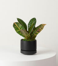 Organic Potting Mix - Image 5