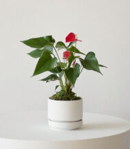 Cactus & Succulent Potting Mix - Image 4