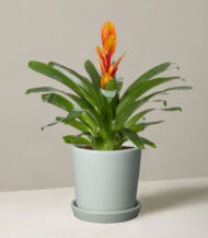 Bromeliad Vriesea - Image 2
