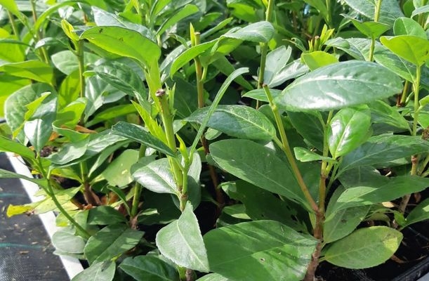 babermeggy-betegsegek