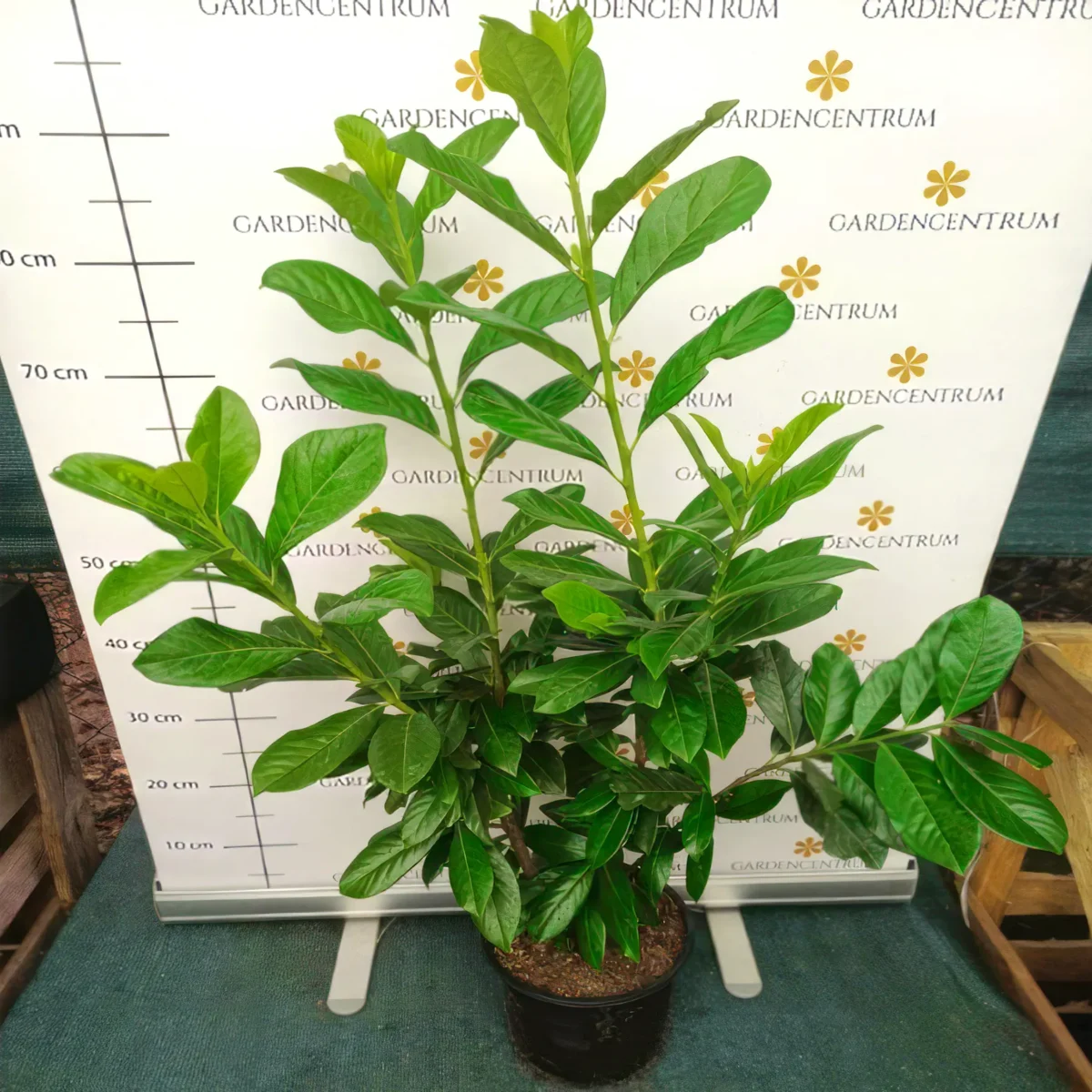 babermeggy-novita-k4-00