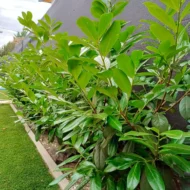 babermeggy-novita-k4-02