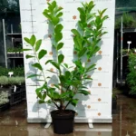 babermeggy-novita-k4-03