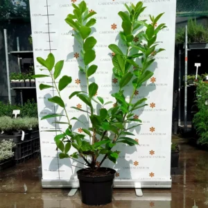 babermeggy-novita-k4-03