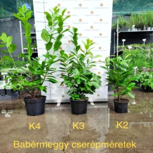 babermeggy-novita-k4-04