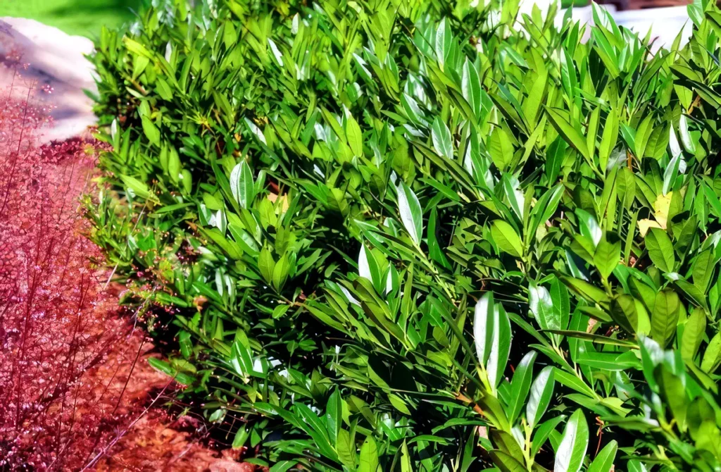 prunus-laurocerasus