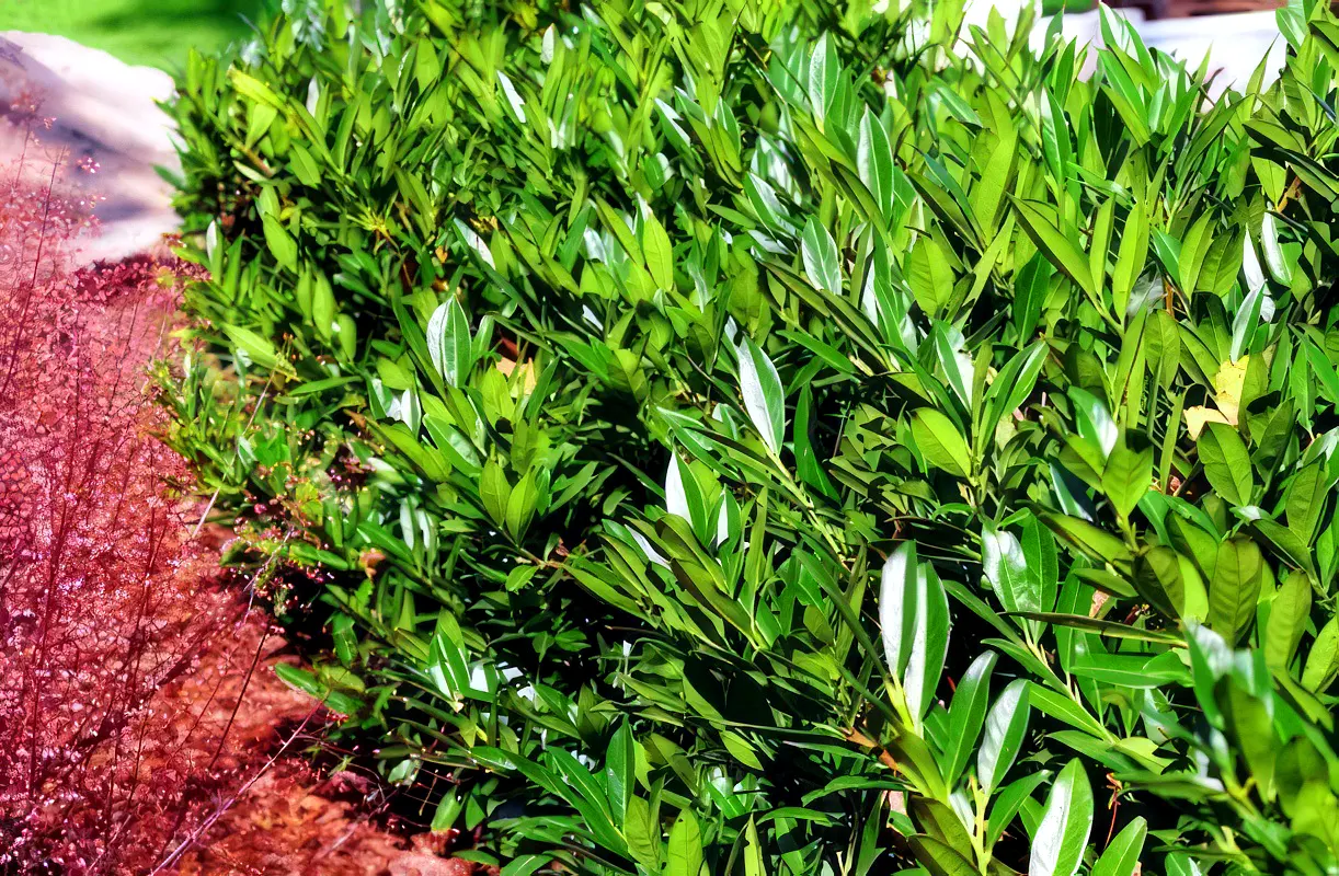 prunus-laurocerasus