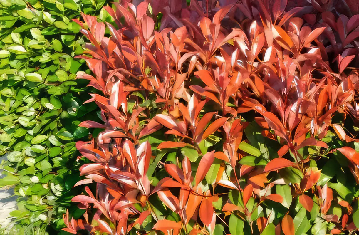 a-legnepszerubb-korallberkenye-fajtak-5