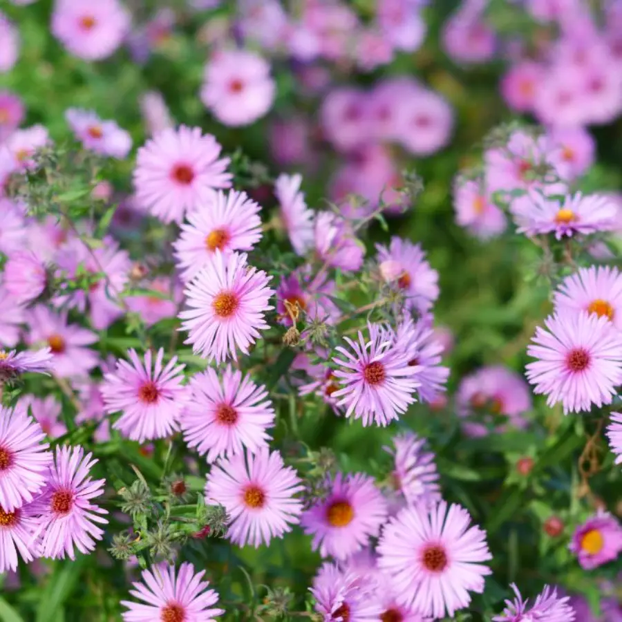 aster_dumosus