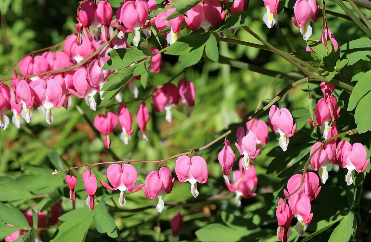 egy-csodas-tavaszi-evelo-a-szivvirag-2